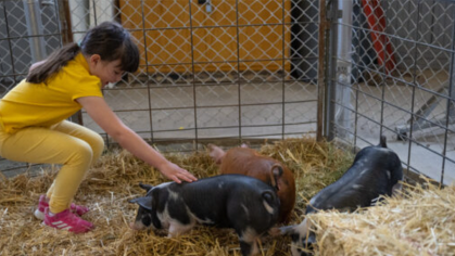 Animal Farm